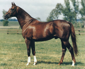 Koń angloarabski
