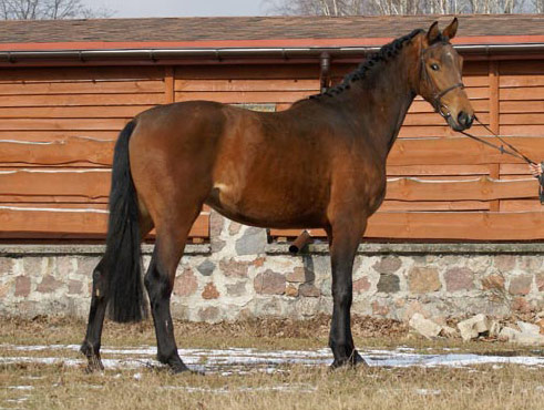 Koń śląski